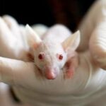 Расследуется подозрение на передачу вируса от мыши к человеку - RT World News