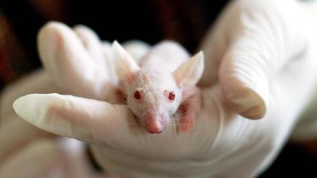 Расследуется подозрение на передачу вируса от мыши к человеку