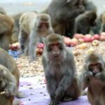 Агентство Fauci раскритиковали за исследование транс-обезьян — RT World News