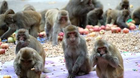 Агентство Fauci раскритиковали за исследование транс-обезьян