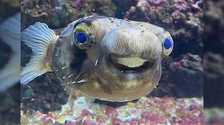 Рыба-фугу Голди «процветает» после визита к стоматологу