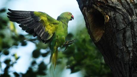Домашние попугаи объявлены угрозой для эндемичных птиц