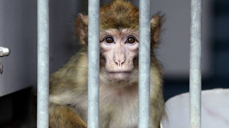 Интерфейс Маска Neuralink вызвал «крайние страдания» у обезьян, говорят врачи