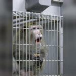 Neuralink Маска подтвердил гибель обезьян — RT World News