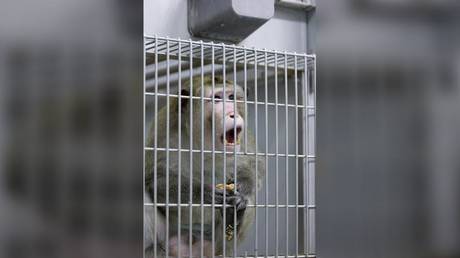 Neuralink Маска подтвердил гибель обезьян
