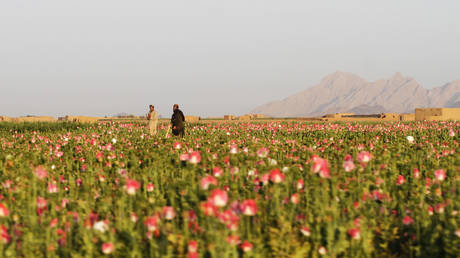 Талибы запрещают выращивание мака