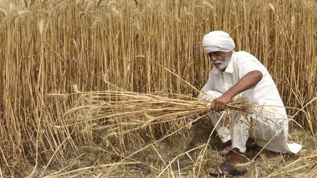 Индия вводит запрет на экспорт пшеницы