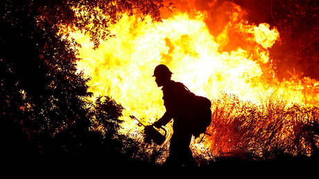 Правительство призналось в случайном начале масштабного лесного пожара