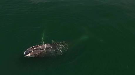 Российские спасатели спешат спасти редкого кита, запутавшегося в сети