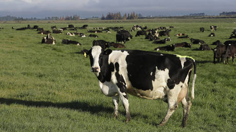 Новая Зеландия обнародовала план по налогообложению коровьего пердежа
