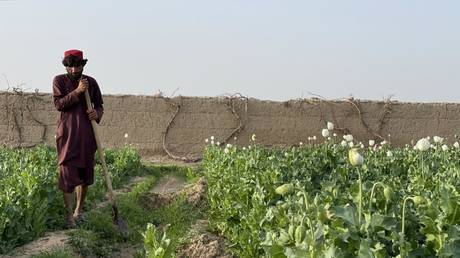 Культивирование опиума стремительно растет после захвата Талибаном