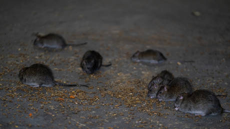 Миллионы крыс Нью-Йорка могут быть заражены Covid-19