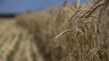 Выход из зерновой сделки не повлияет на экспорт сельхозпродукции из России