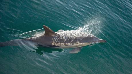 Дельфин ранил пловцов во время редкого нападения на пляже