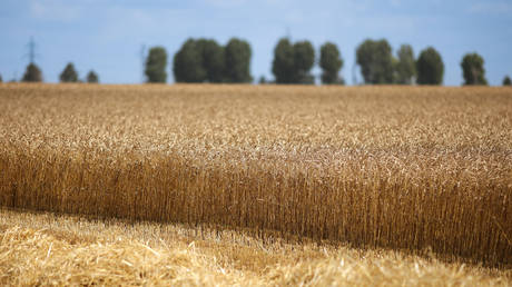 Россия прокомментировала продление зерновой сделки