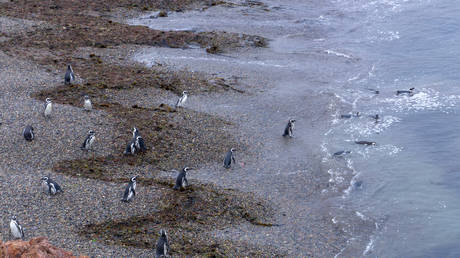 Тысячи пингвинов найдены мертвыми