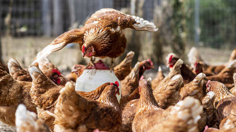 Украинская курятина угрожает производителям ЕС