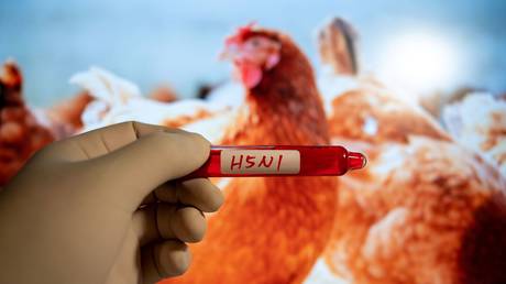 Государство ЕС сообщает о вспышке «высокопатогенного» птичьего гриппа
