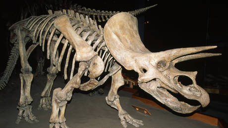 Ученые призывают отказаться от «сексистских» названий динозавров