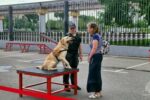 Служебные собаки демонстрируют навыки на ЭКСПО в Росси