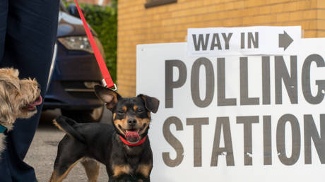Собачий электорат: калифорнийку обвинили в фальсификации голосов от имени умершего питомца