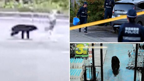 Медвежье нашествие: Япония переживает рекордную волну нападений хищников