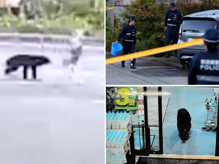 Медвежье нашествие: Япония переживает рекордную волну нападений хищников