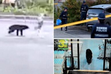 Медвежье нашествие: Япония переживает рекордную волну нападений хищников