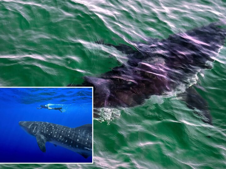 Историческое решение: Десятки видов акул и скатов получили защиту от международной торговли