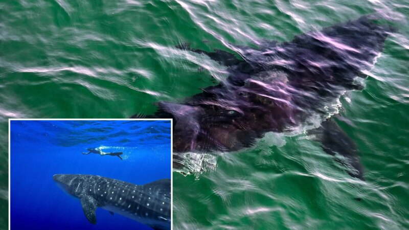 Историческое решение: Десятки видов акул и скатов получили защиту от международной торговли