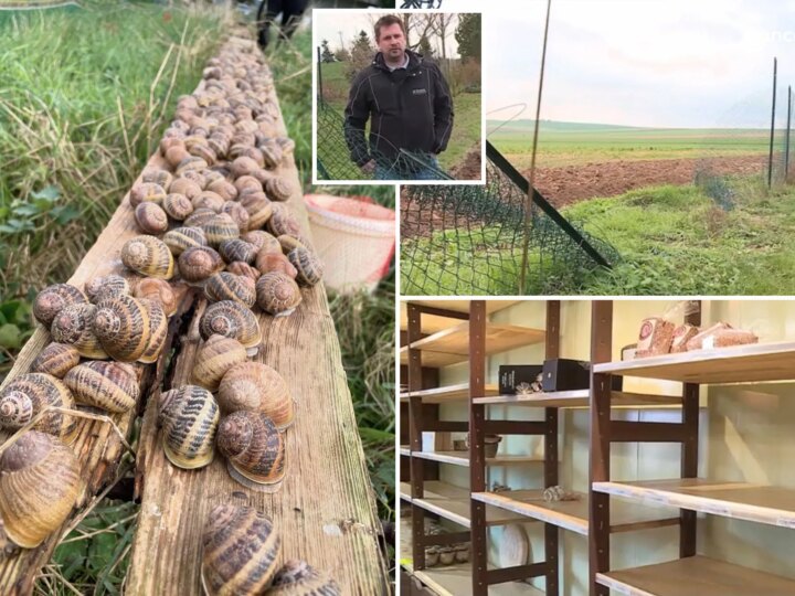 Великая улиточная кража: гурманы-преступники опустошили ферму в Шампани