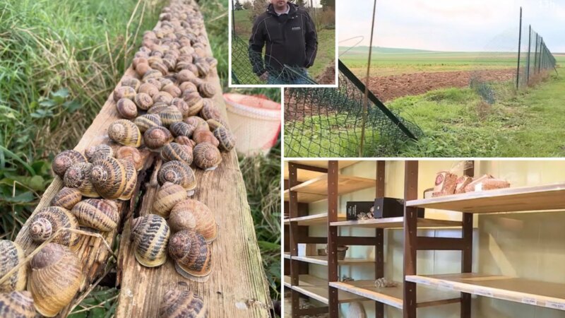 Великая улиточная кража: гурманы-преступники опустошили ферму в Шампани