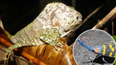 Открытия Дикобразных Размеров: Почему Новые Виды Открывают Быстрее, Чем Они Исчезают