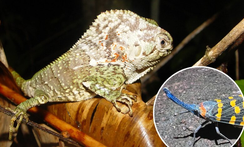 Открытия Дикобразных Размеров: Почему Новые Виды Открывают Быстрее, Чем Они Исчезают