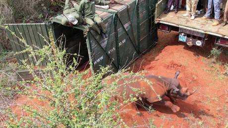 Кения открывает крупнейший в мире заповедник для носорогов