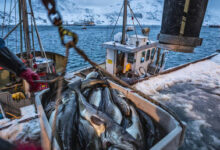 Нерусская рыба по-русски: Евросоюз не может отказаться от российского минтая даже к Рождеству