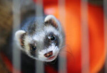 Экономический балаган Рэнда Пола: Вакханалия трат и рекордный долг США