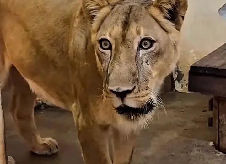 Трагедия в зоопарке: молодой человек убит львицей после проникновения в вольер