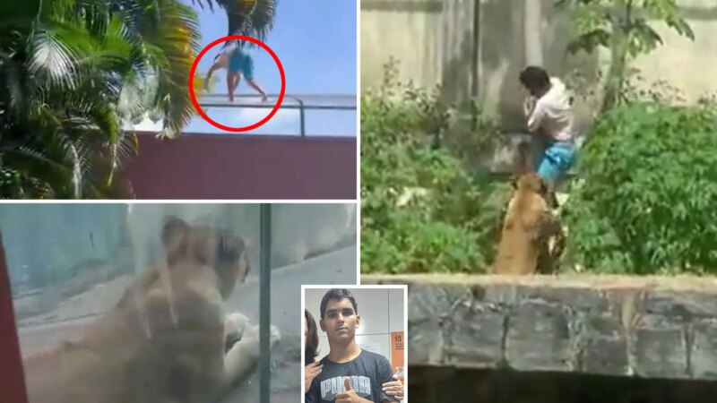 Роковая мечта: подросток с шизофренией погиб в вольере со львицей в бразильском зоопарке