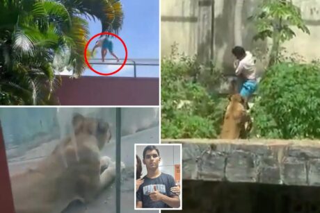 Роковая мечта: подросток с шизофренией погиб в вольере со львицей в бразильском зоопарке