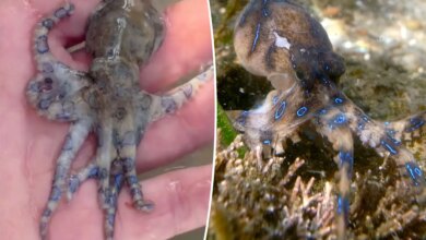 Британец едва не стал жертвой одного из самых ядовитых животных в мире