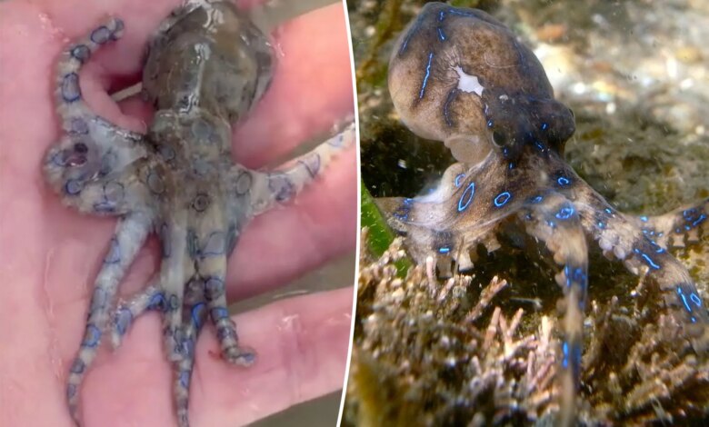 Британец едва не стал жертвой одного из самых ядовитых животных в мире