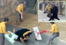 Нападение медведя на смотрителя зоопарка во время живой демонстрации