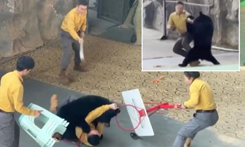 Нападение медведя на смотрителя зоопарка во время живой демонстрации