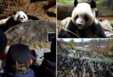 Панды покидают Токио: тысячи людей прощаются с любимыми животными