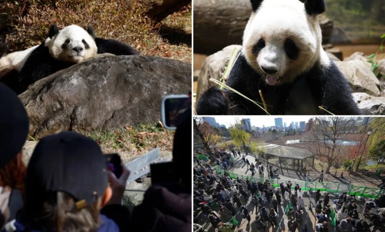 Панды покидают Токио: тысячи людей прощаются с любимыми животными