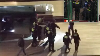 Волк напал на женщину в центре Гамбурга: первый случай за три десятилетия