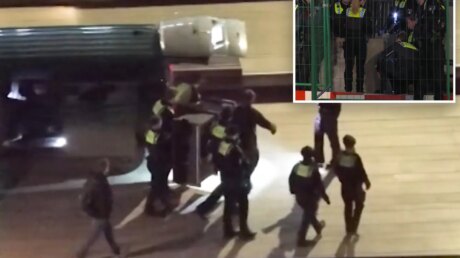 Волк напал на женщину в центре Гамбурга: первый случай за три десятилетия