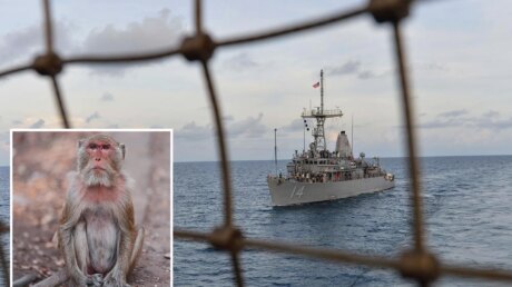 Обезьянья диверсия: моряка США сняли с тральщика из-за атаки макаки в Таиланде
