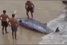 Трагедия на Бонди: раненого кита вытолкнули в море, но спасатели бьют тревогу